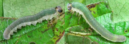 Emphytus calceatus