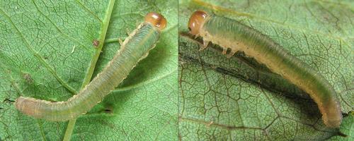 Emphytus calceatus