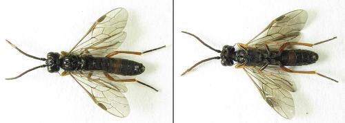 Emphytus calceatus