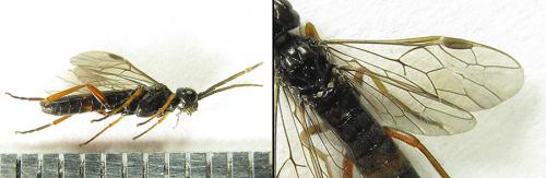 Emphytus calceatus