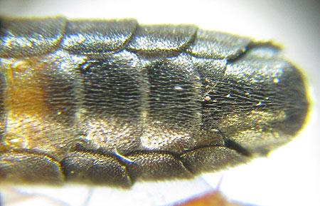 Réf. 207 992 : Emphytus calceatus