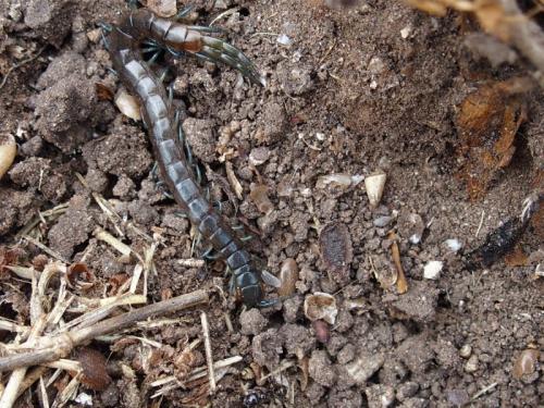 Réf. 207 086 : Scolopendra sp.