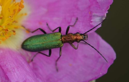Chrysanthia viridissima