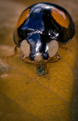 Harmonia axyridis