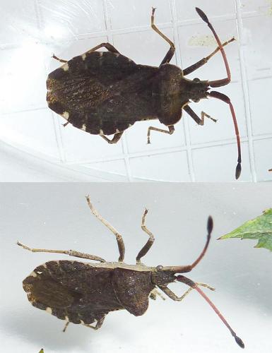 Réf. 207 793 : Enoplops scapha
