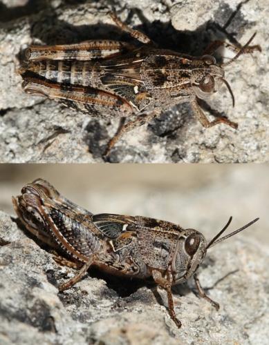 Calliptamus sp.