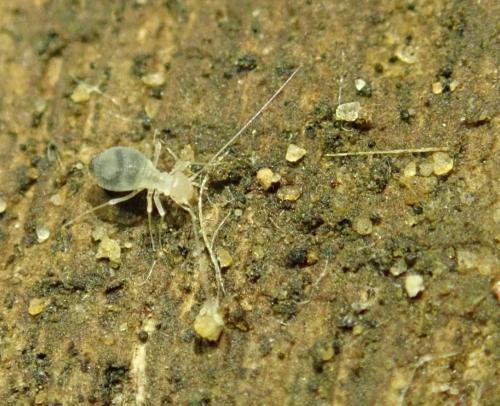Réf. 207 353 : Psyllipsocus ramburii