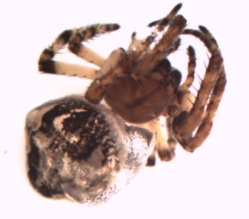Larinioides cornutus