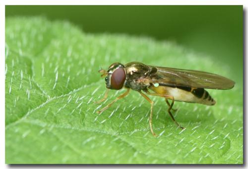 Réf. 207 787 : Melanostoma scalare
