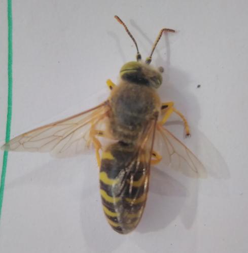 Réf. 207 796 : Bembix rostrata