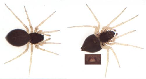 Entelecara flavipes