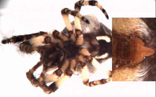 Larinioides cornutus