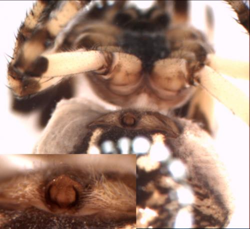 Larinioides cornutus
