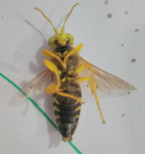 Réf. 207 797 : Bembix rostrata