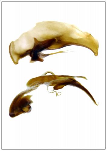 Bembidion (stephensii)
