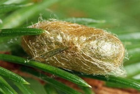 Gilpinia hercyniae