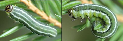 Gilpinia hercyniae
