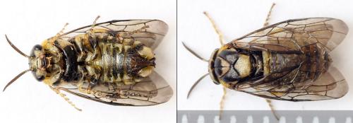 Gilpinia hercyniae