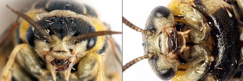 Gilpinia hercyniae