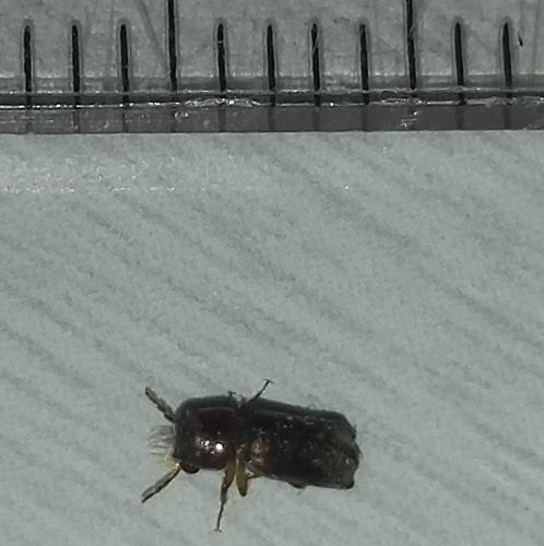 Scobicia sp.