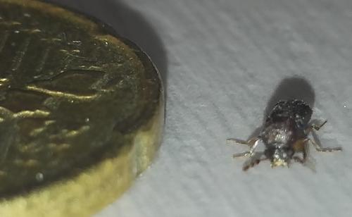 Scobicia sp.