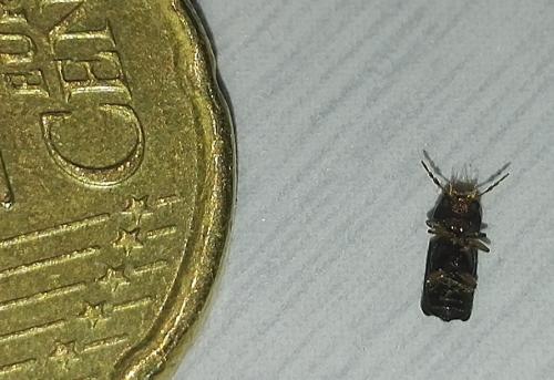 Scobicia sp.