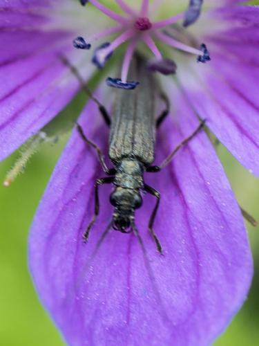 Oedemera nobilis