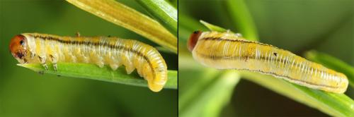 Réf. 207 962 : Monoctenus juniperi