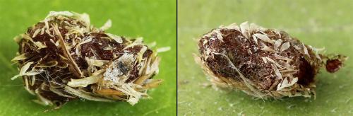Réf. 207 963 : Monoctenus juniperi