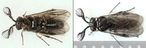 Réf. 207 964 : Monoctenus juniperi