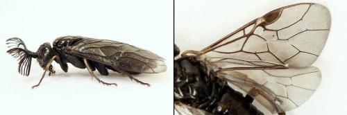 Réf. 207 965 : Monoctenus juniperi
