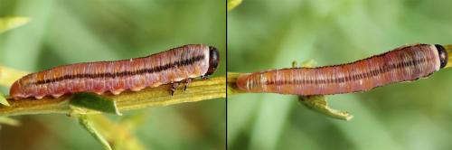 Réf. 207 968 : Monoctenus juniperi