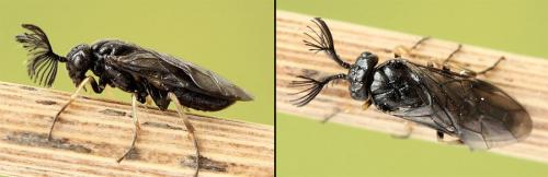 Réf. 207 969 : Monoctenus juniperi