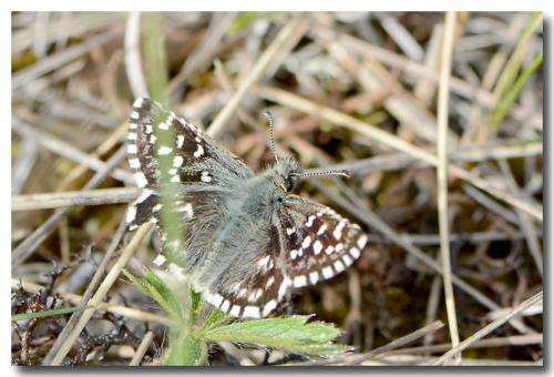 Réf. 207 892 : Pyrgus (malvae-malvoides)
