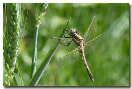 Réf. 207 039 : Orthetrum albistylum