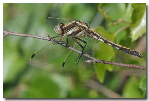 Réf. 207 047 : Orthetrum albistylum
