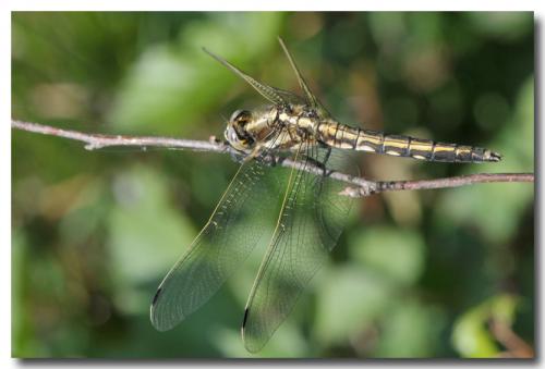 Réf. 207 048 : Orthetrum albistylum