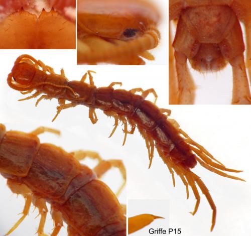Lithobius lucifugus