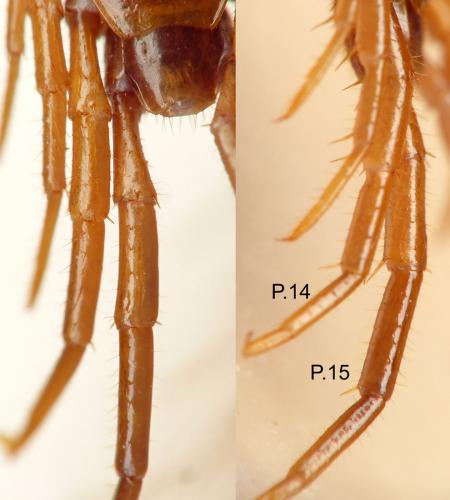 Réf. 207 327 : Lithobius lucifugus