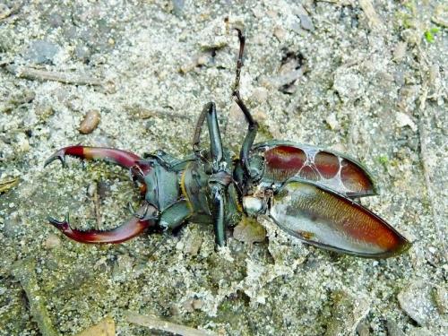 Lucanus cervus