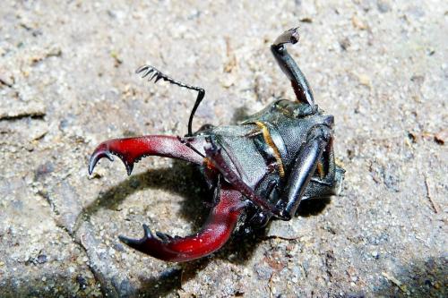 Lucanus cervus