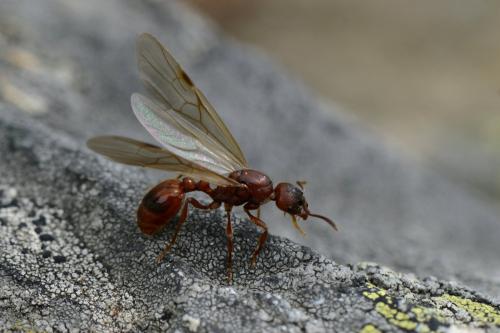 Manica rubida