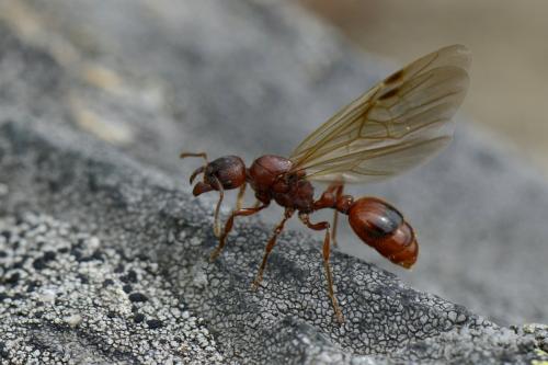 Manica rubida