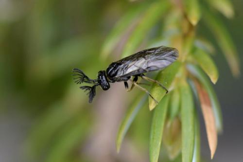Réf. 207 320 : Monoctenus sp.