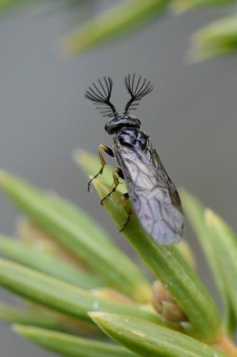 Réf. 207 321 : Monoctenus sp.