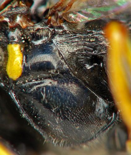 Réf. 207 735 : Gorytes laticinctus