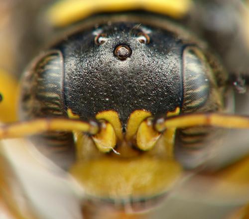 Gorytes laticinctus