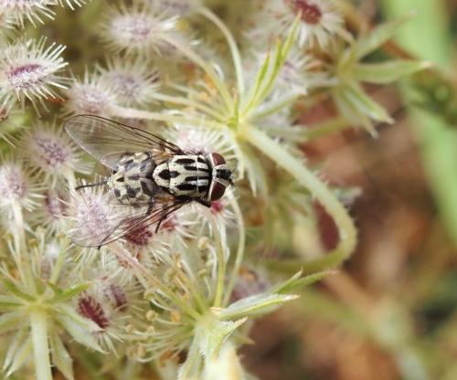 Graphomya maculata