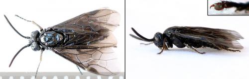 Arge nigripes