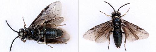 Arge nigripes